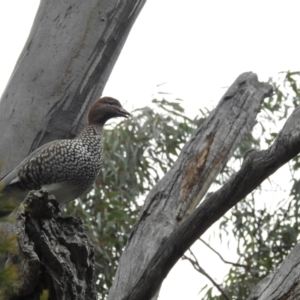 Chenonetta jubata at Acton, ACT - 4 Jul 2024 01:04 PM