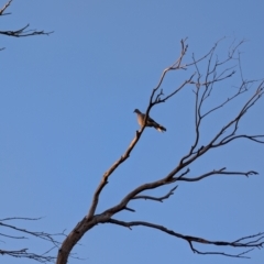 Spilopelia chinensis (Spotted Dove) at Lawson, ACT - 30 Jun 2024 by mroseby