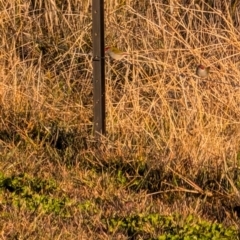 Unidentified Plant at Melba, ACT - 5 Jul 2024 by nogygis