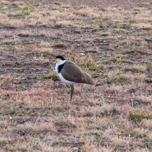 Vanellus miles at Lawson, ACT - 30 Jun 2024 04:51 PM