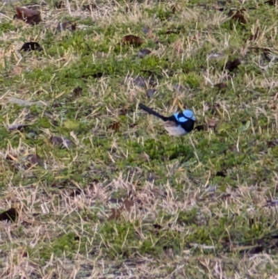 Malurus cyaneus (Superb Fairywren) at Lawson, ACT - 1 Jul 2024 by mroseby