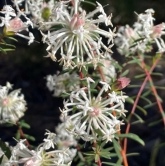 Unidentified Other Wildflower or Herb at Melba, ACT - 5 Jul 2024 by nogygis