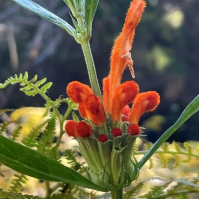 Unidentified Other Wildflower or Herb at Melba, ACT - 5 Jul 2024 by kasiaaus2