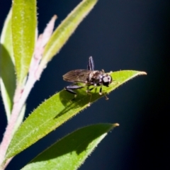 Exaireta spinigera (Garden Soldier Fly) at Florey, ACT - 28 Oct 2023 by KorinneM