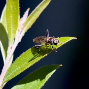 Exaireta spinigera at Florey, ACT - suppressed