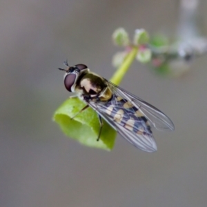 Simosyrphus grandicornis at Florey, ACT - suppressed