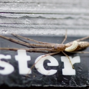 Tetragnatha sp. (genus) at Florey, ACT - suppressed