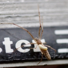 Tetragnatha sp. (genus) at Florey, ACT - suppressed