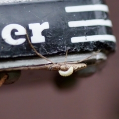 Tetragnatha sp. (genus) at Florey, ACT - suppressed