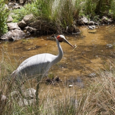 Grus rubicunda (Brolga) at Paddys River, ACT - 8 Nov 2015 by davidcunninghamwildlife