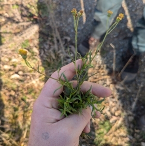 Senecio madagascariensis at Holt, ACT - 10 Jul 2024