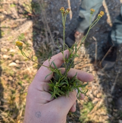 Senecio madagascariensis (Madagascan Fireweed, Fireweed) at Holt, ACT - 9 Jul 2024 by JP95