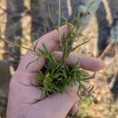 Senecio madagascariensis at Holt, ACT - 10 Jul 2024