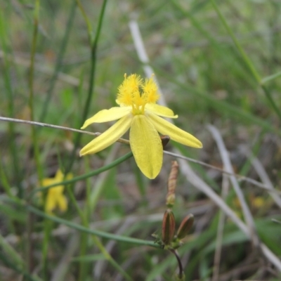 Tricoryne elatior (Yellow Rush Lily) at Conder, ACT - 7 Jan 2024 by MichaelBedingfield