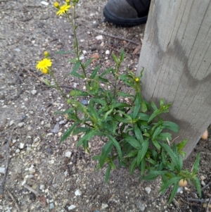 Senecio madagascariensis at Braddon, ACT - 10 Jul 2024