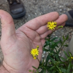 Senecio madagascariensis at Braddon, ACT - 10 Jul 2024