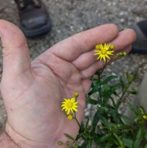 Senecio madagascariensis at Braddon, ACT - 10 Jul 2024