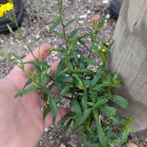 Senecio madagascariensis at Braddon, ACT - 10 Jul 2024