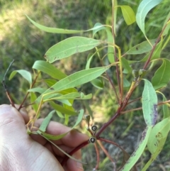 Eucalyptus siderophloia (Northern Grey Ironbark) at Allworth, NSW - 10 Jul 2024 by STJ