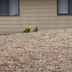 Polytelis swainsonii (Superb Parrot) at Wanniassa, ACT - 10 Jul 2024 by ExcitedEcologist