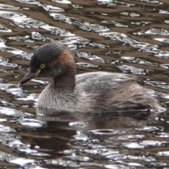 Tachybaptus novaehollandiae (Australasian Grebe) at Hall, ACT - 10 Jul 2024 by Anna123