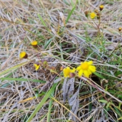 Senecio madagascariensis (Madagascan Fireweed, Fireweed) at Jerrabomberra, ACT - 10 Jul 2024 by Mike