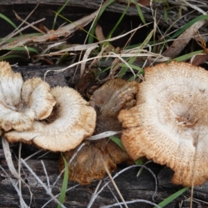 Lentinus fasciatus at Hall, ACT - 10 Jul 2024 02:20 PM