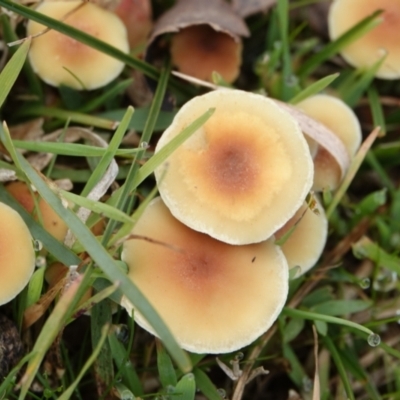 Hypholoma sp. (Hypholoma) at Hall, ACT - 10 Jul 2024 by Anna123