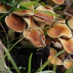 Hypholoma sp. at Hall, ACT - 10 Jul 2024 02:13 PM