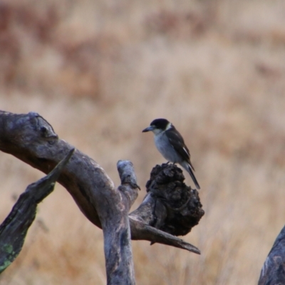 Cracticus torquatus (Grey Butcherbird) at Tharwa, ACT - 9 Jul 2024 by MB