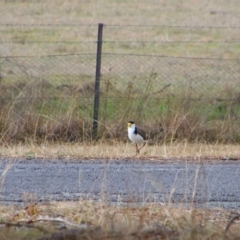 Vanellus miles (Masked Lapwing) at Tharwa, ACT - 10 Jul 2024 by MB