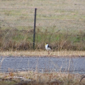 Vanellus miles at Tharwa, ACT - 10 Jul 2024 11:54 AM