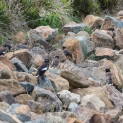 Acridotheres tristis at Strathnairn, ACT - 5 Jul 2024