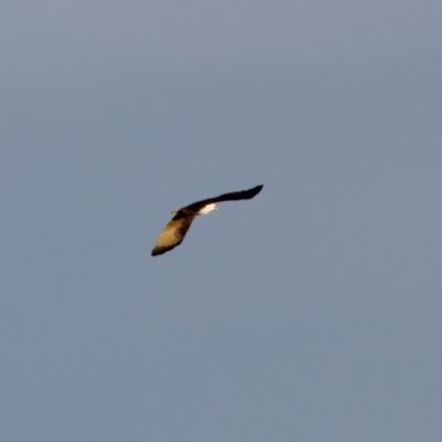 Haliastur indus (Brahminy Kite) at Lake Innes, NSW - 9 Jun 2024 by KorinneM