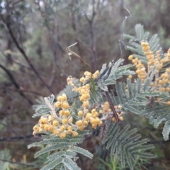 Acacia dealbata (Silver Wattle) at Tharwa, ACT - 10 Jul 2024 by MB