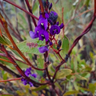 Hardenbergia violacea (False Sarsaparilla) at Tharwa, ACT - 8 Jul 2024 by MB