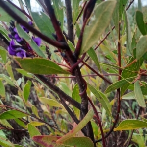 Hardenbergia violacea at Tharwa, ACT - 8 Jul 2024 10:21 AM