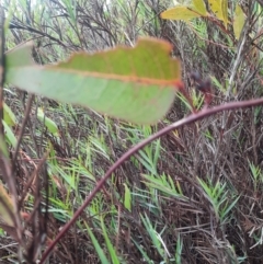 Hardenbergia violacea at Tharwa, ACT - 8 Jul 2024 10:21 AM