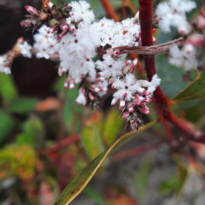 Styphelia attenuata (Small-leaved Beard Heath) at Tharwa, ACT - 8 Jul 2024 by MB