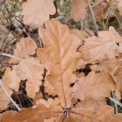 Quercus sp. at Fadden, ACT - 10 Jul 2024 03:55 PM