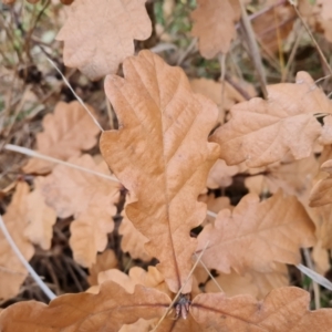 Quercus sp. at Fadden, ACT - 10 Jul 2024 03:55 PM