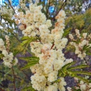 Acacia terminalis at Fadden, ACT - 10 Jul 2024 03:29 PM