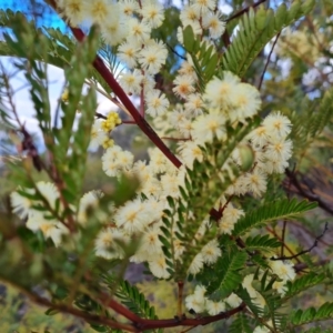 Acacia terminalis at Fadden, ACT - 10 Jul 2024 03:29 PM