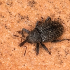 Melanterius maculatus (Acacia Seed Weevil) at Bruce, ACT - 10 Jul 2024 by kasiaaus