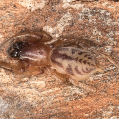 Clubiona sp. (genus) (Unidentified Stout Sac Spider) at Bruce, ACT - 10 Jul 2024 by kasiaaus