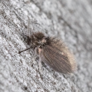 Psychodidae sp. (family) at Bruce, ACT - 10 Jul 2024 10:20 AM