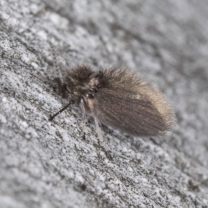 Psychodidae sp. (family) at Bruce, ACT - 10 Jul 2024 10:20 AM