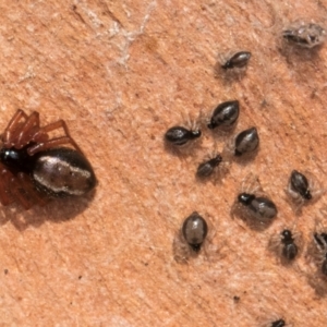 Euryopis umbilicata at Bruce, ACT - 10 Jul 2024