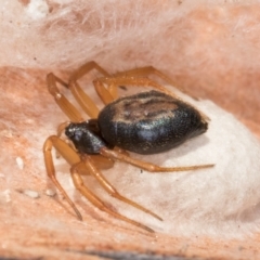 Euryopis umbilicata at Bruce, ACT - 10 Jul 2024