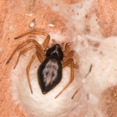 Euryopis umbilicata at Bruce, ACT - 10 Jul 2024